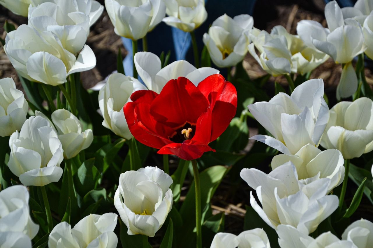 A striking red tulip contrasts with white tulips in a sunny Lisse garden, Zuid-Holland, Netherlands. This indicating the we don't have to be the same version of ourselves with everyone.
