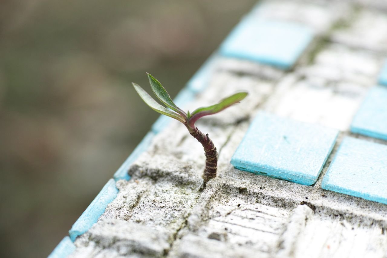 A sprout pushes through worn blue cement tiles, symbolizing my growth, resilience and new life.